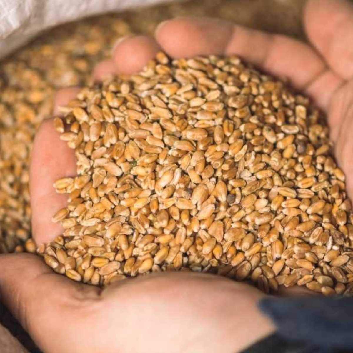 Export Canadian Wheat to Mexico