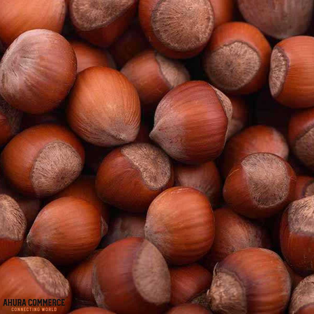 Hazelnut for Export