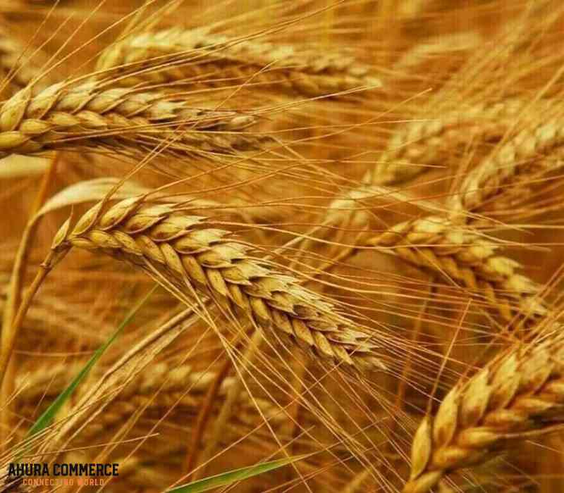 5 mm wheat with high quality for export