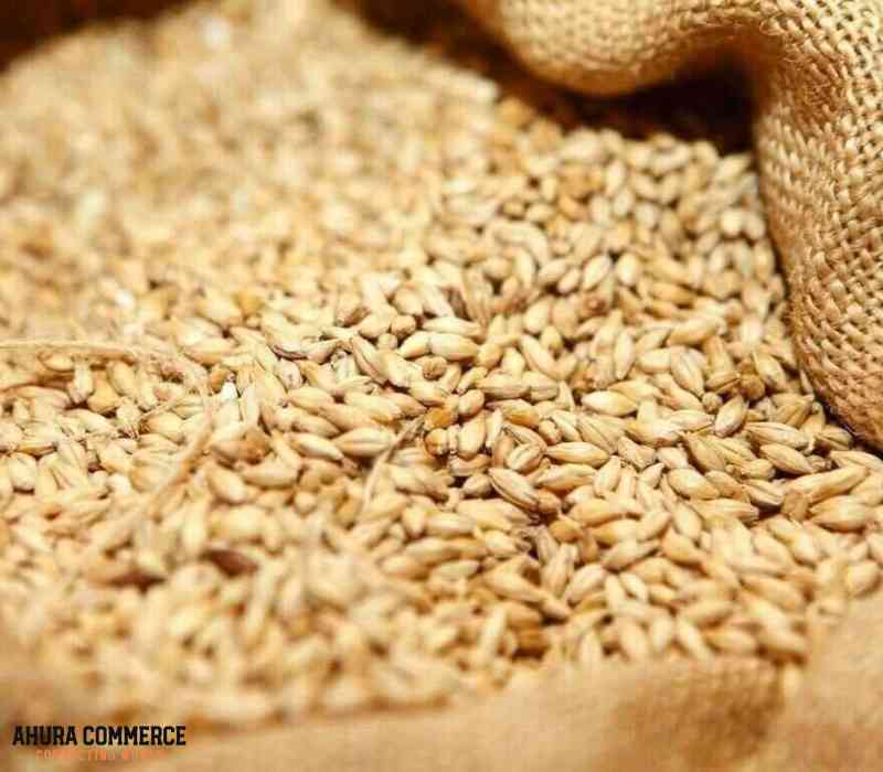 Canadian Durum Wheat ready for Import to American market