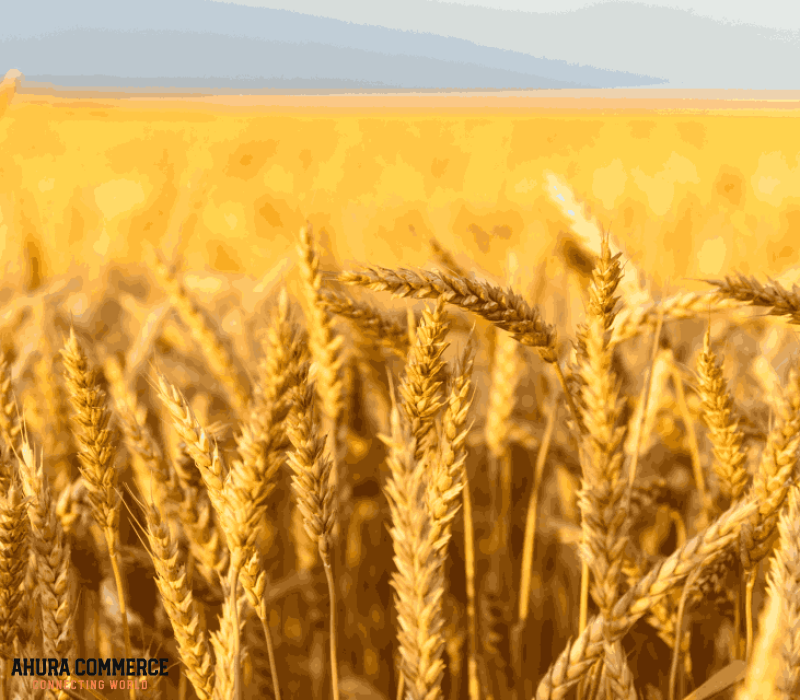Canada to China Export of 6mm Triticum Wheat – High Quality Guaranteed