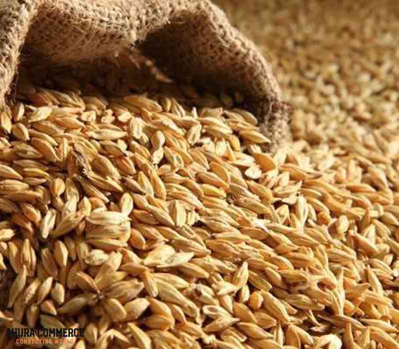 Export Canadian Wheat to Mexico