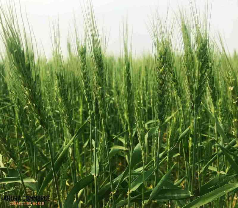 Wheat Exportation from Canada to India