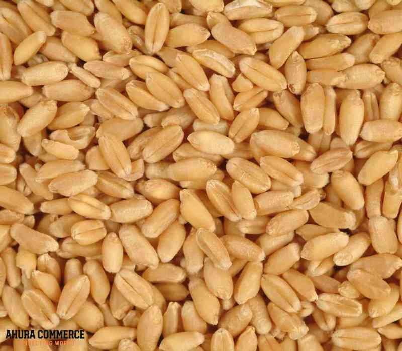 Wheat Exportation from Canada to China