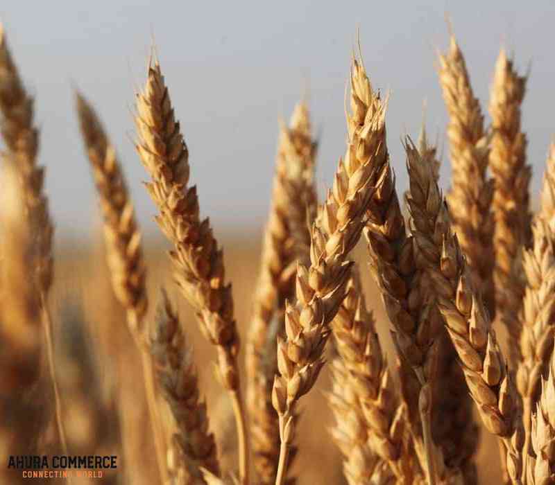 Export Western red Wheat from Canada
