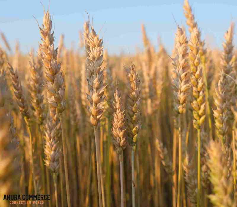 Western red spring wheat for Export