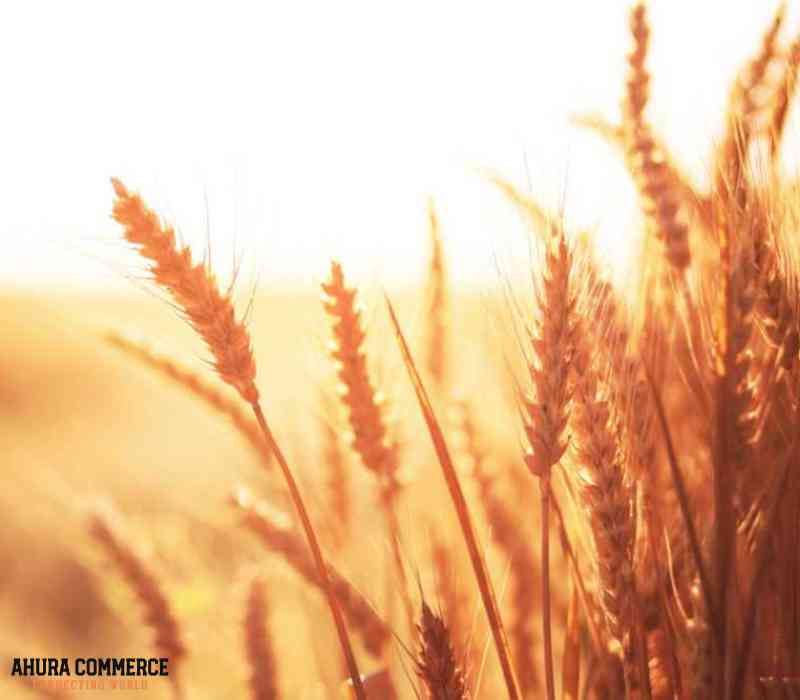 Export Western red spring wheat from Canada