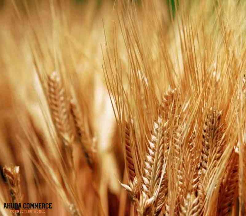 Export Canada Western Red Spring Wheat to China