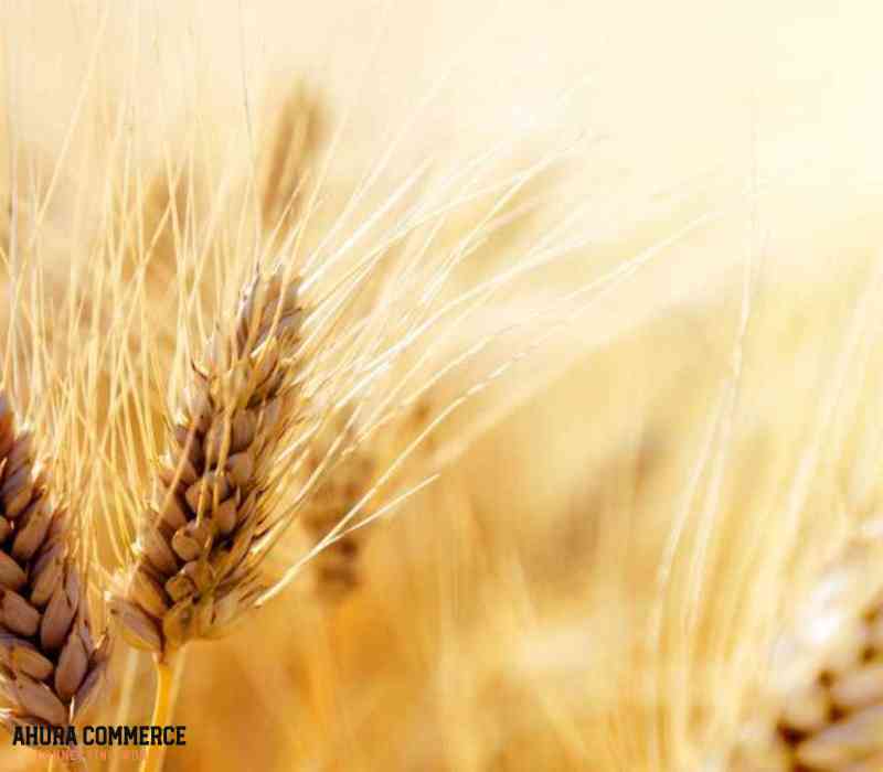 Export Canadian Amber Durum wheat