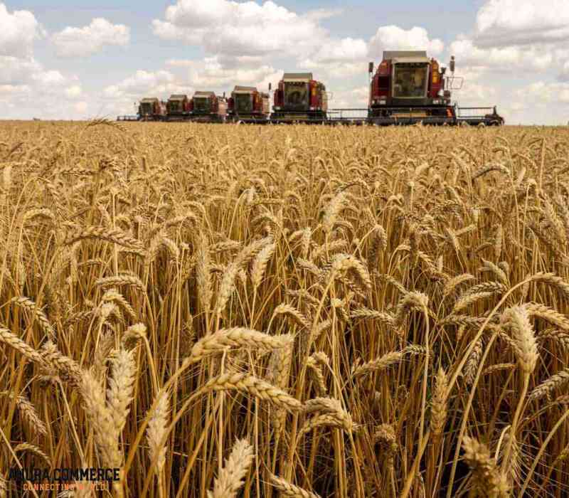 Export Canadian Wheat to America