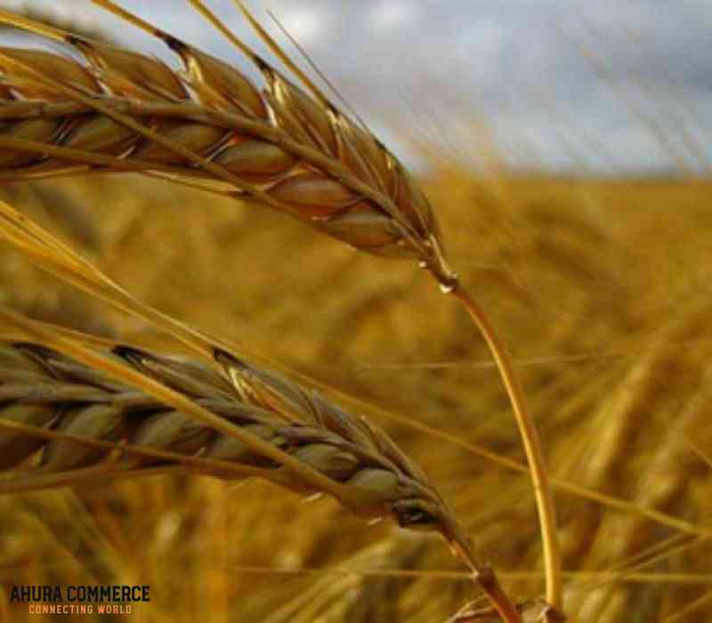 Export Canadian Premium quality wheat