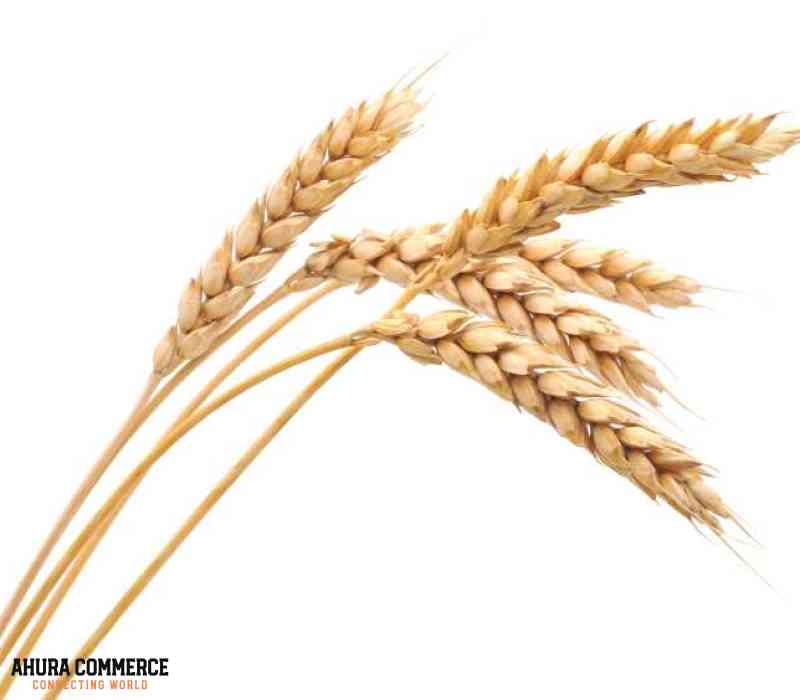 Import Wheat From Canada