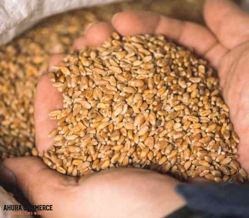 Export Canadian Wheat to Mexico