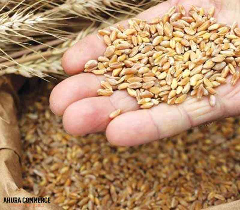 Export and Supply Red spring wheat for Mexican market