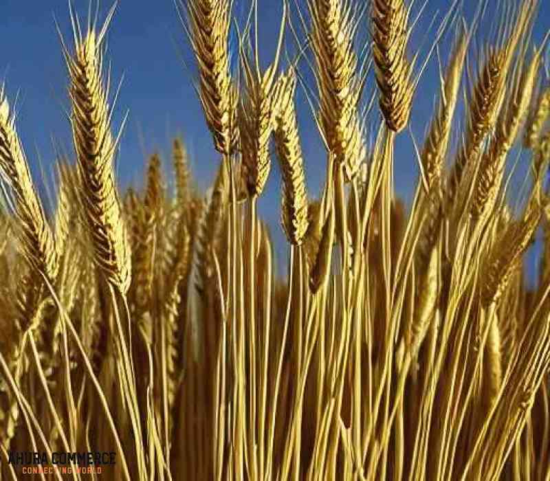 Import Canadian Wheat to Nigeria