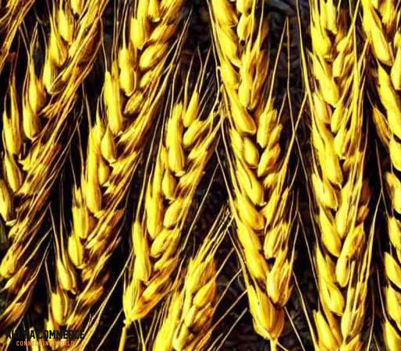 Importing Canadian Wheat to Nigeria