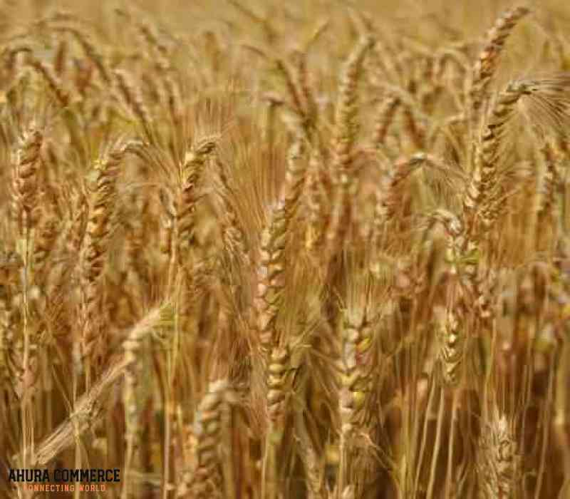 Importing high quality Canadian Wheat to Nigeria