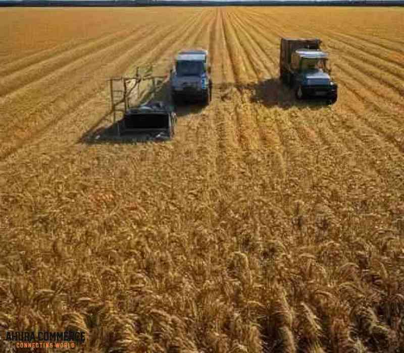 Exporting Wheat from Canada