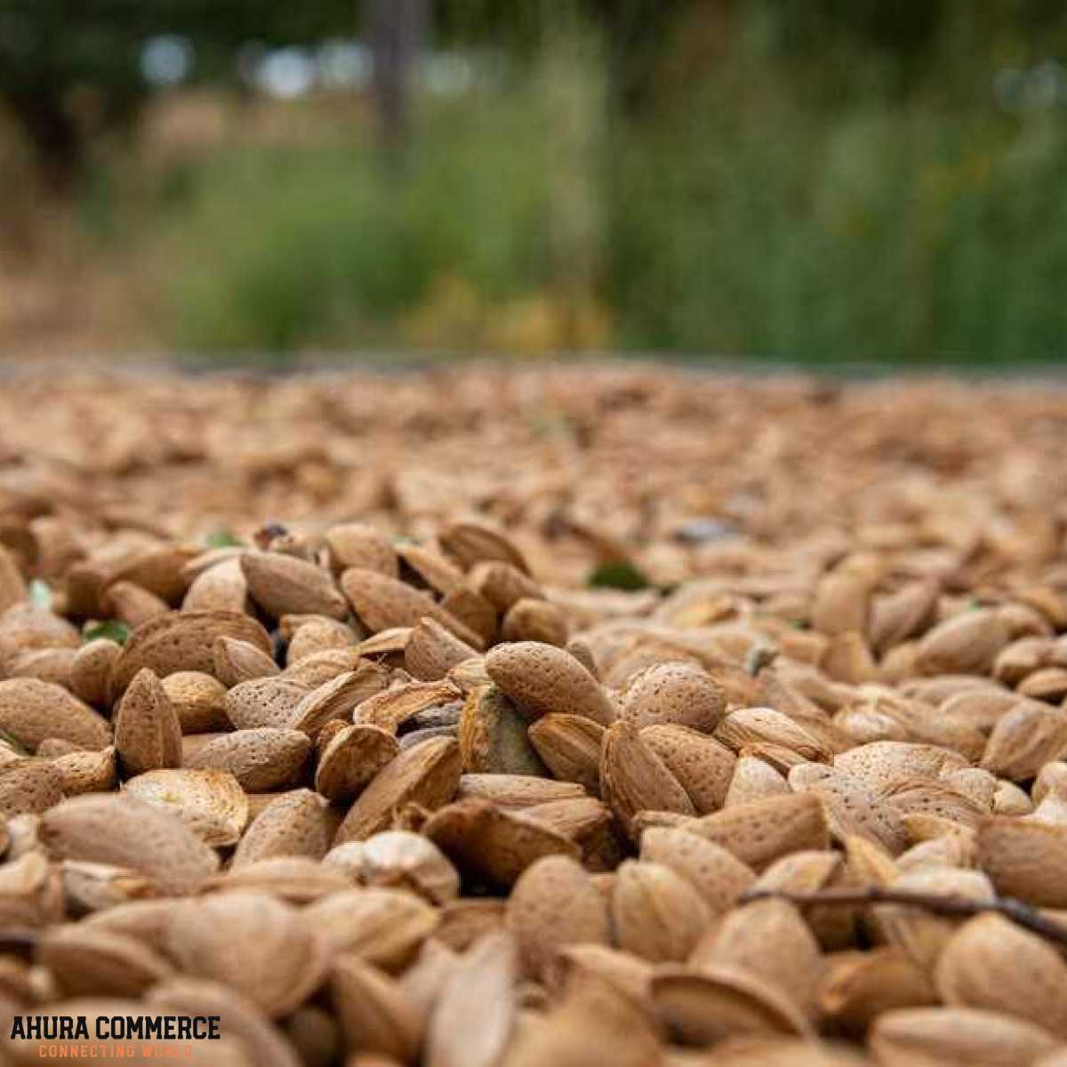 Almonds for export to Oman