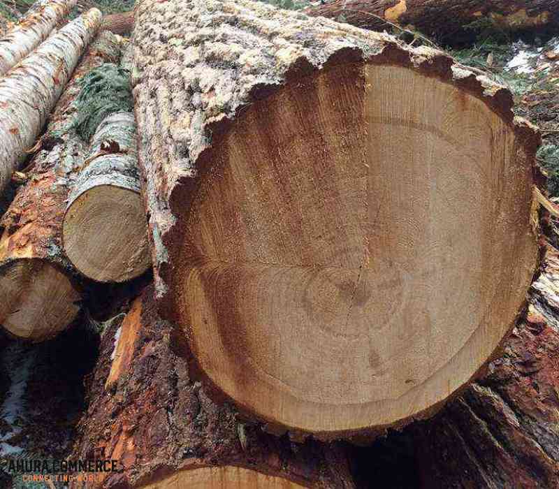 Canadian Western hemlock with high quality