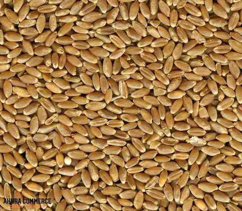 Sell Canada Northern Hard Red wheat in Bulk
