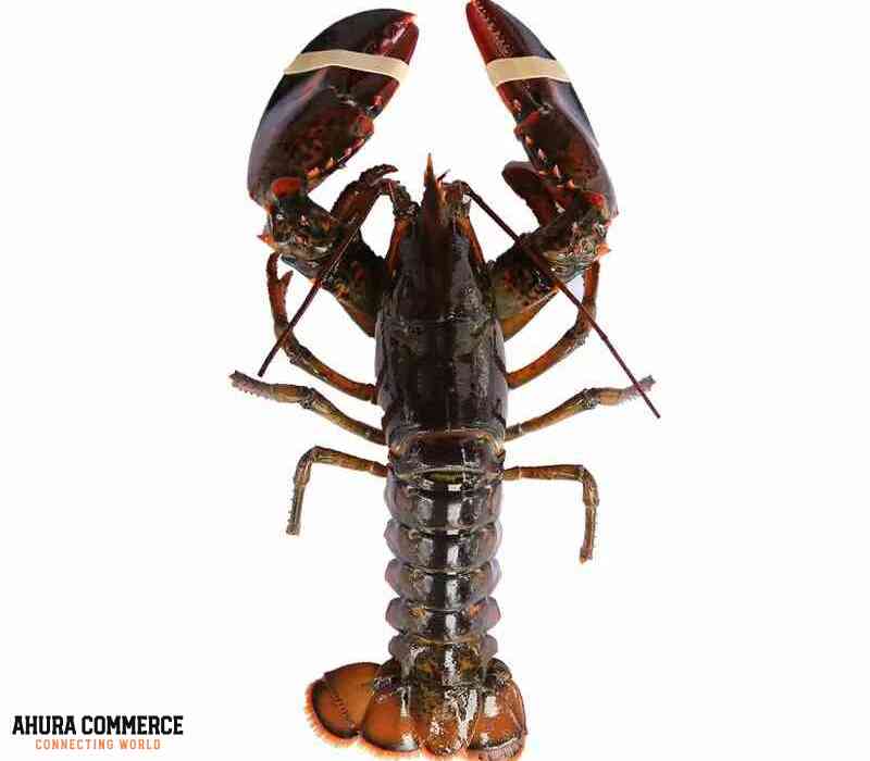 Canadian Cold Water Lobsters for Export