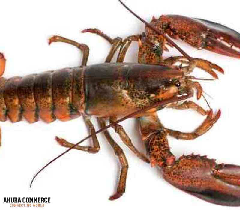 Supply Spiny lobster for European market