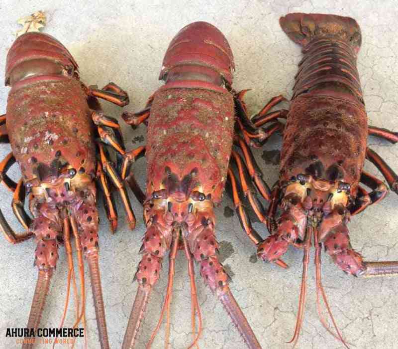 Wholesale of Canadian Warm-water Lobster