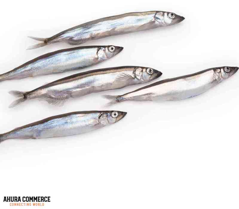 Purchase fresh Capelin from best supplier