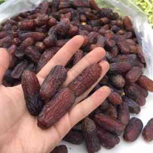 Iranian Mazafati Dates for Export