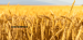 Canada to China Export of 6mm Triticum Wheat – High Quality Guaranteed