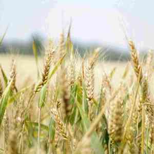 Canadian wheat for Export