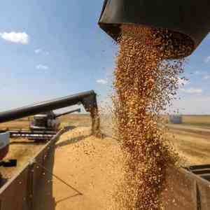 Export Canadian Wheat to America