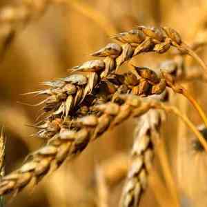 Exporting Canadian Wheat To America