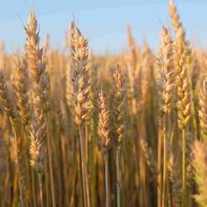 Western red spring wheat for Export