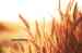 Export Western red spring wheat from Canada