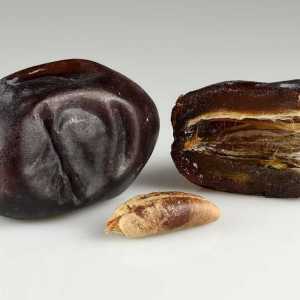 Supplier of Iranian Mazafati date