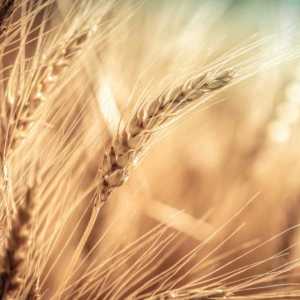 Export Canadian Western Amber Durum