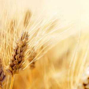 Export Canadian Amber Durum wheat