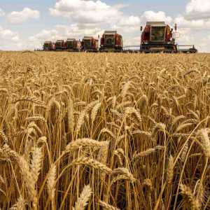 Export Canadian Wheat to America