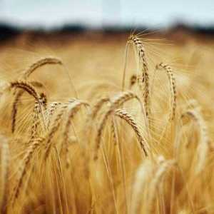 Exporting Canadian Wheat to UK