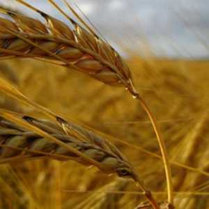 Export Canadian Premium quality wheat