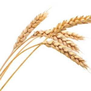 Import Wheat From Canada