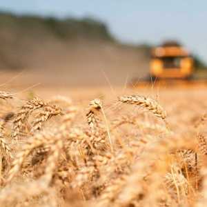 Exporting Wheat to Mexico