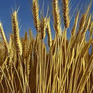 Import Canadian Wheat to Nigeria