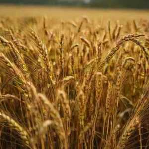 Exporting High-Quality Canadian Wheat