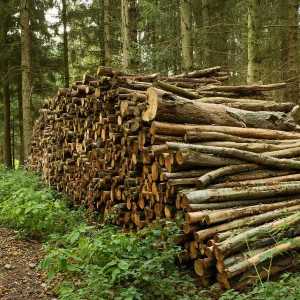 Export wood from Canada to India