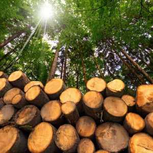 Export Canadian wood to Netherlands