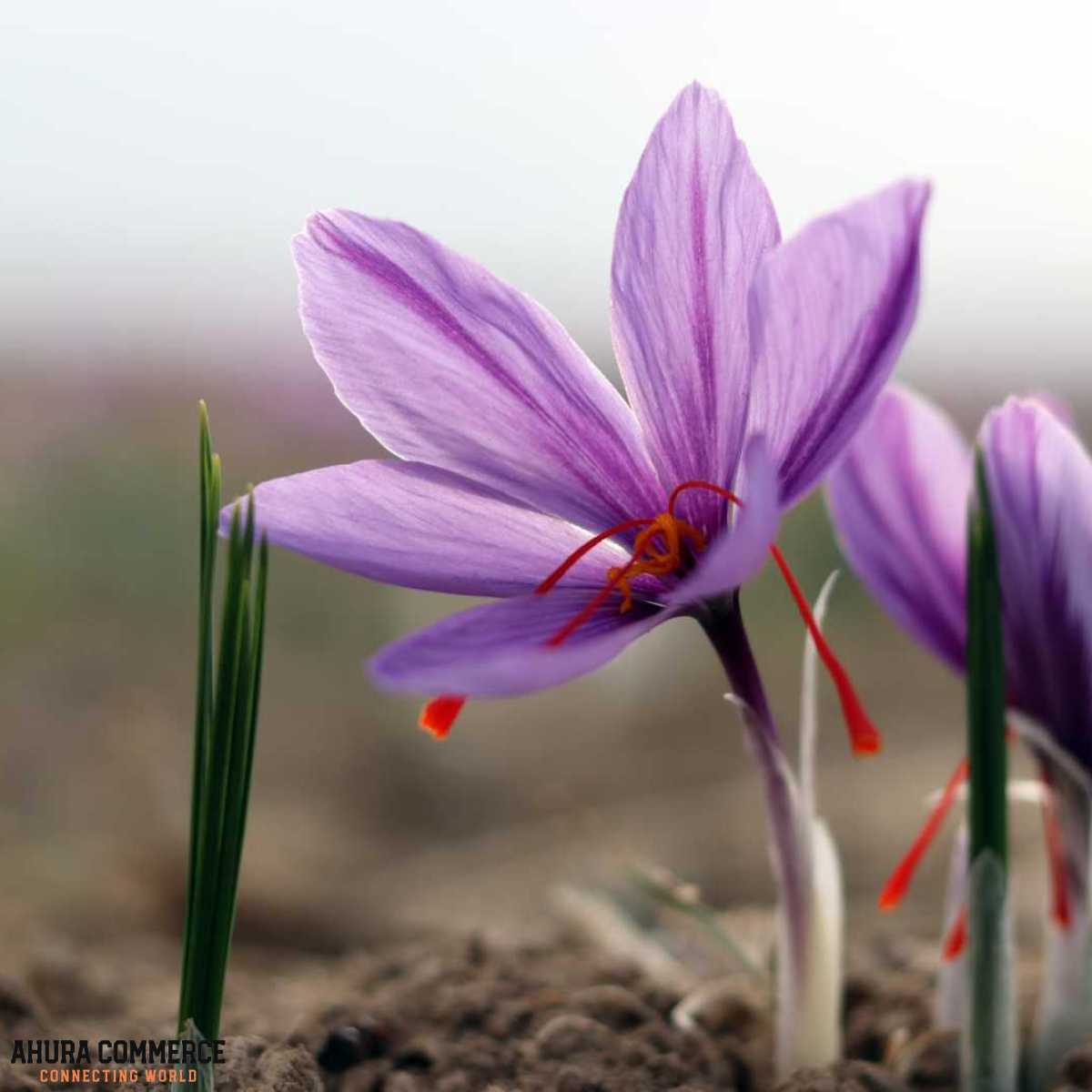 651_exporting__iranian_saffron_to_germany