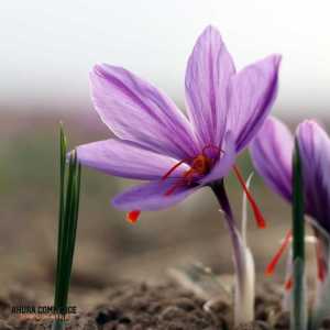 Exporting Iranian Saffron to Germany